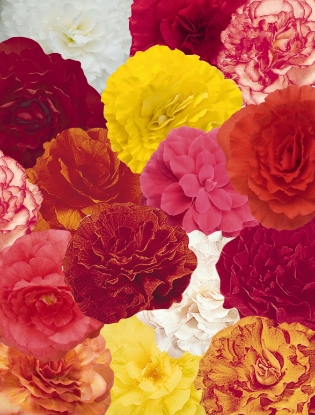 Picture of Begonia - Non Stop Mixed Pelleted